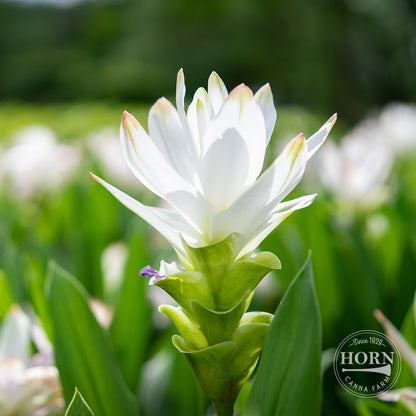 White Wonder Curcuma Flower Bulbs