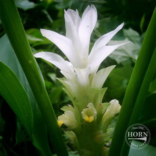 White Wonder Curcuma Flower Bulbs