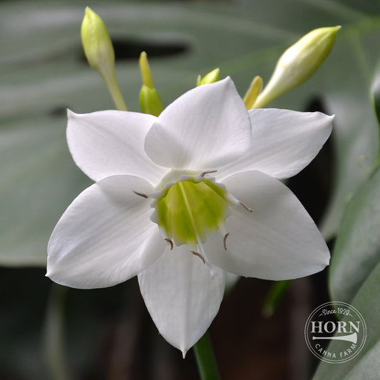 Amazon Lily Flower Bulbs