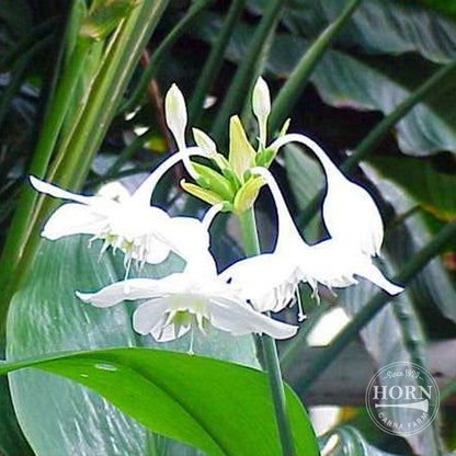 Amazon Lily Flower Bulbs