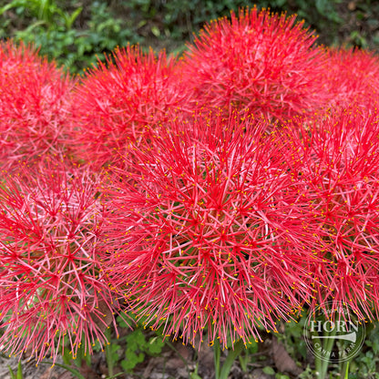 Blood Lily Flower Bulbs