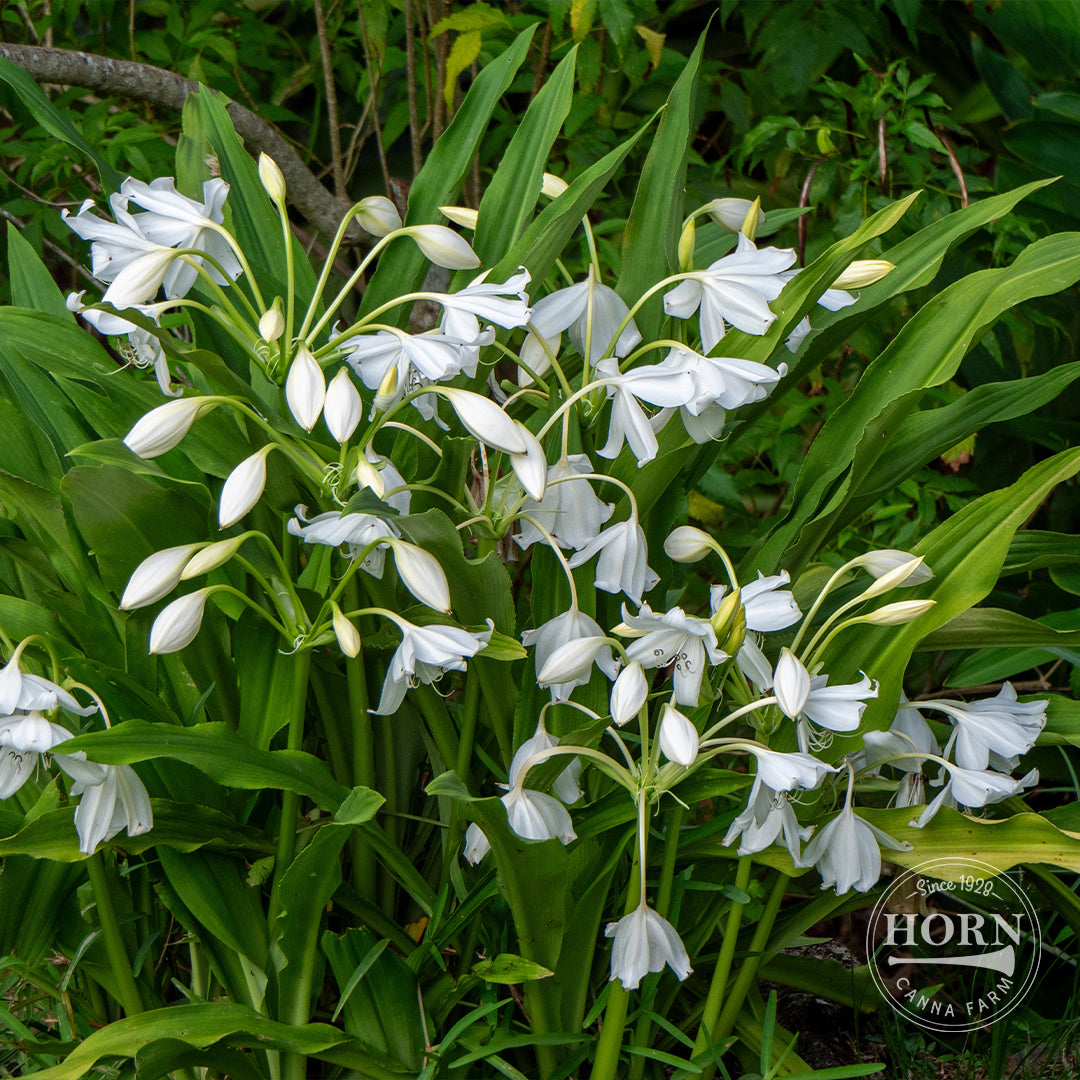 Coronarianum Ginger Lily Flower Bulbs