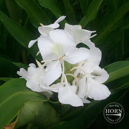 Coronarianum Ginger Lily Flower Bulbs