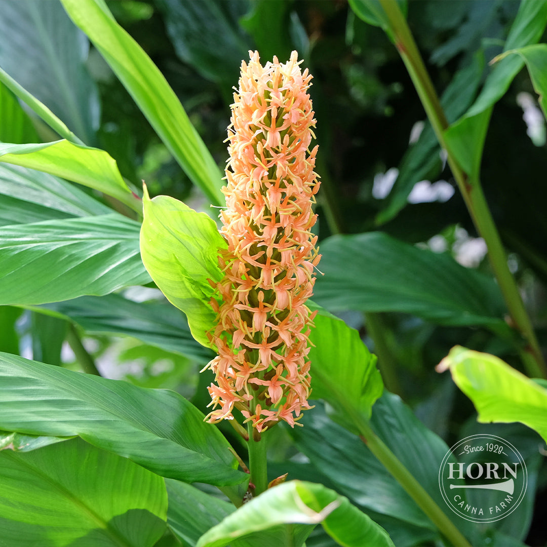 Desniflorum Ginger Lily Flower Bulbs