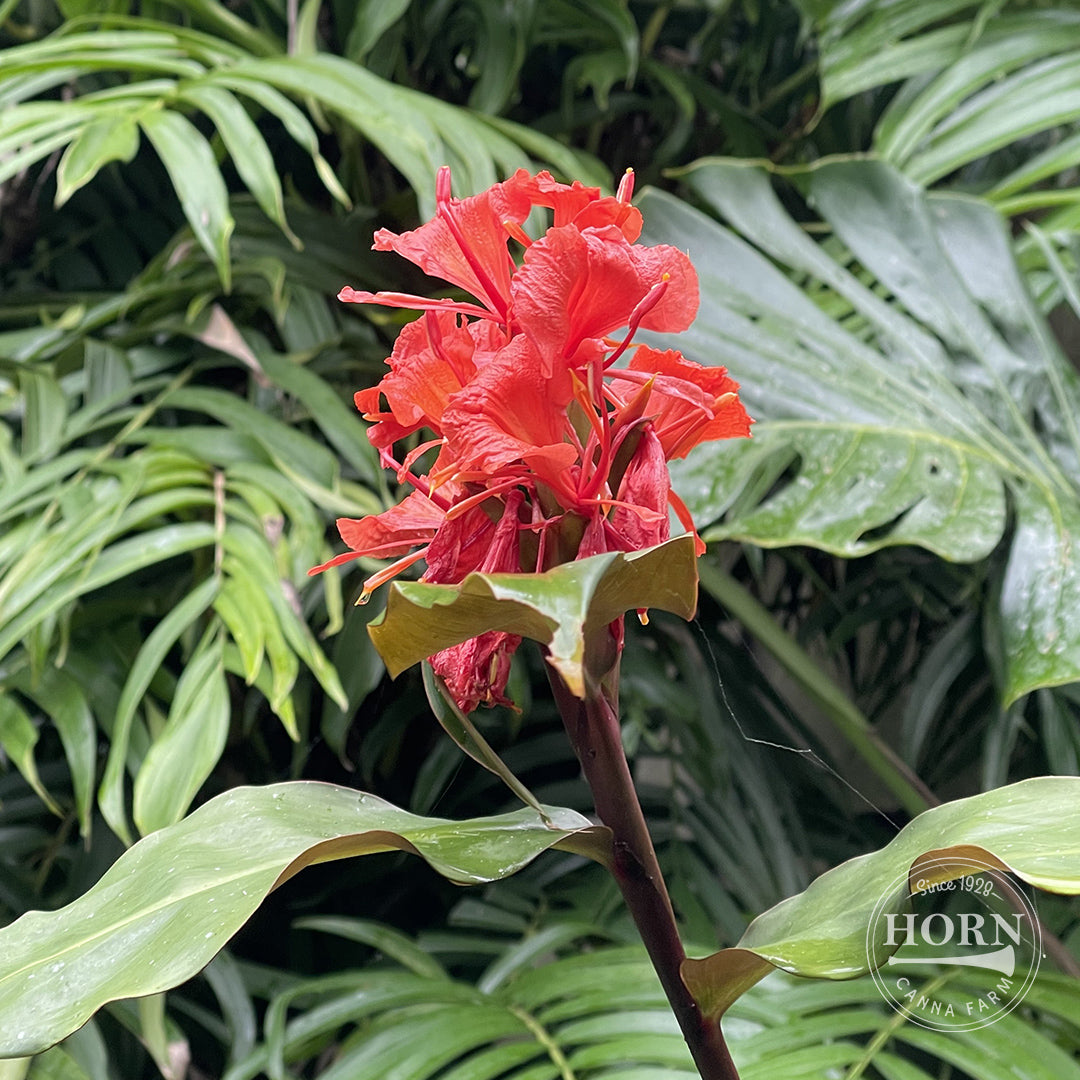 red ginger lily flower Greenii Ginger Lily Flower Bulbs