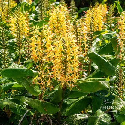 Gardenerianum Ginger Lily Flower Bulbs