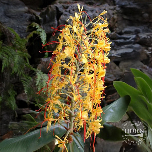 Gardenerianum Ginger Lily Flower Bulbs