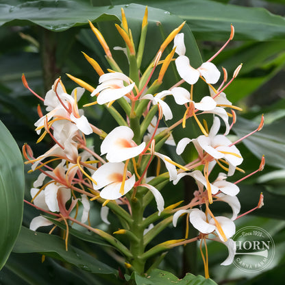 Griffithianum Ginger Lily Flower Bulbs