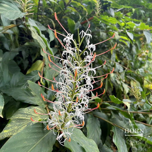 Griffithianum Ginger Lily Flower Bulbs