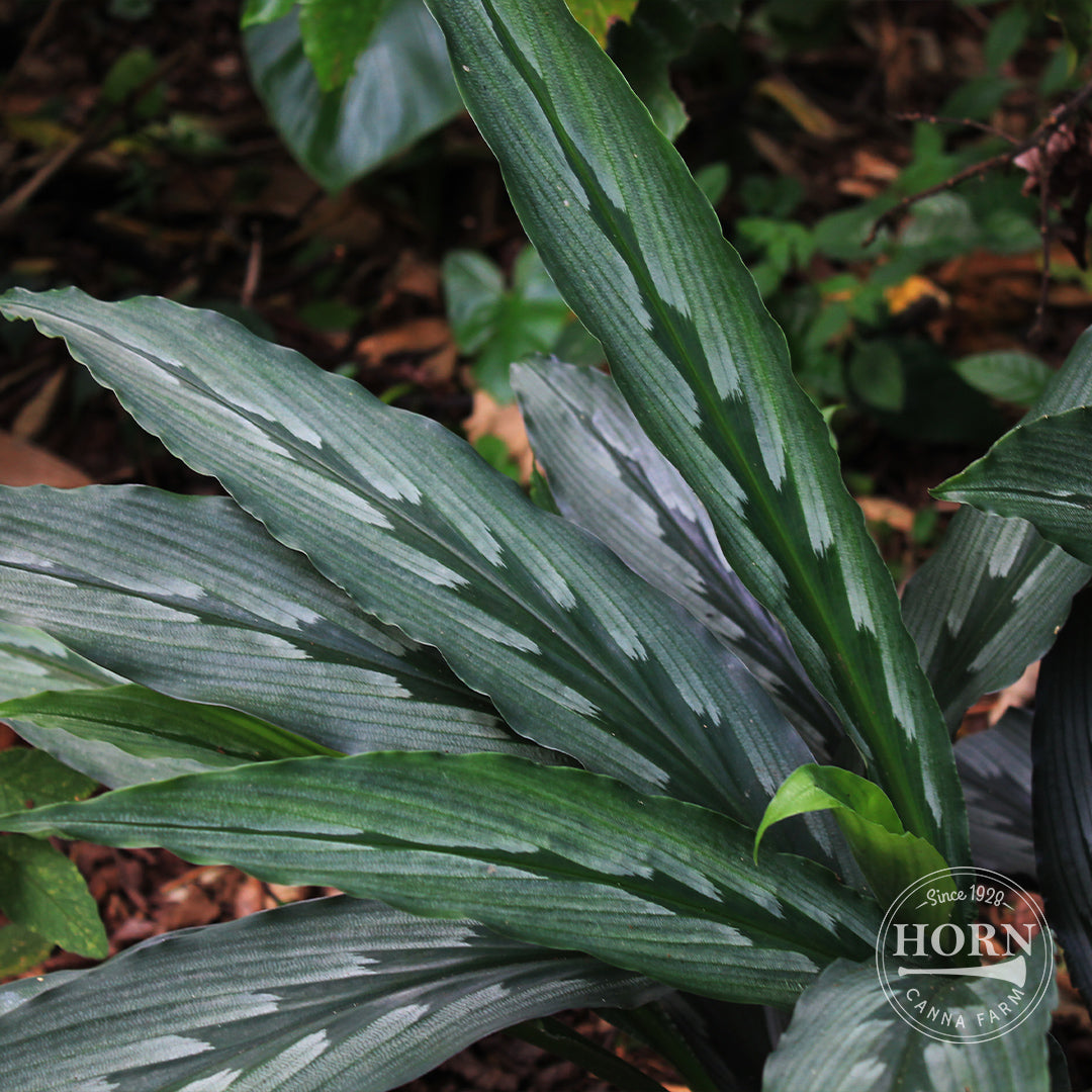Rotunda Peacock Ginger Flower Bulbs