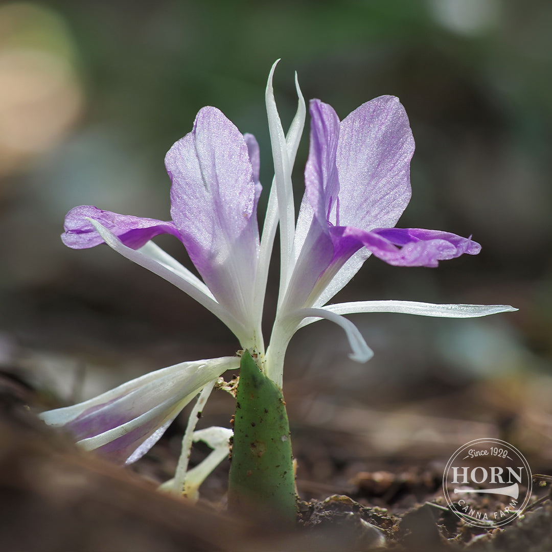 Rotunda Peacock Ginger Flower Bulbs