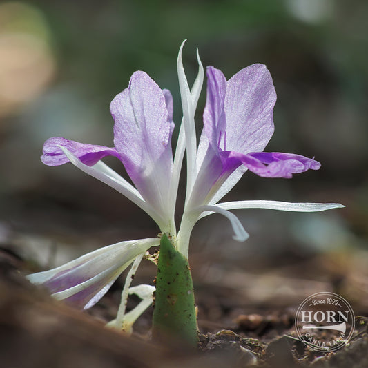 Rotunda Peacock Ginger Flower Bulbs