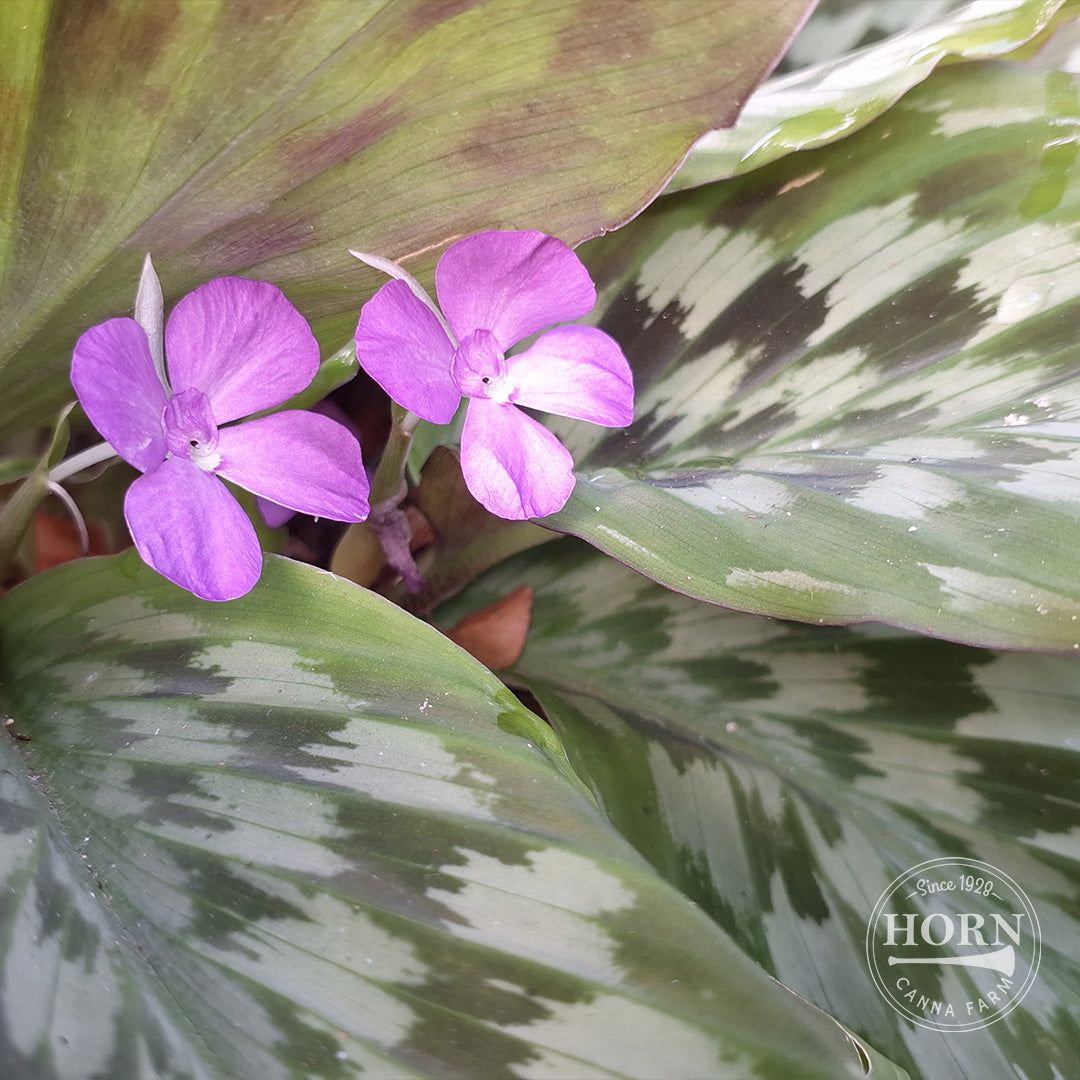 Roscoeana Peacock Ginger Flower Bulbs