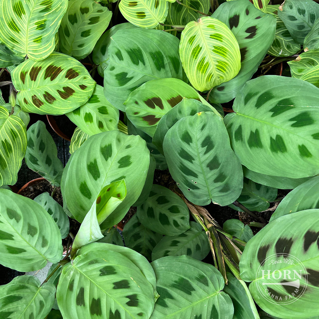 prayer plant blooms Prayer Plant Flower Bulbs – Horn Canna Farm