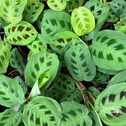 Prayer Plant Flower Bulbs