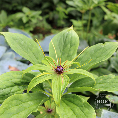 Himalayan Paris Flower Bulbs