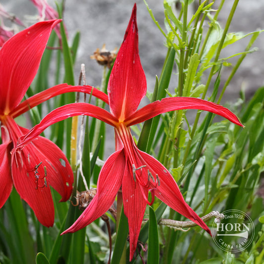 Aztec Lily Flower Bulbs