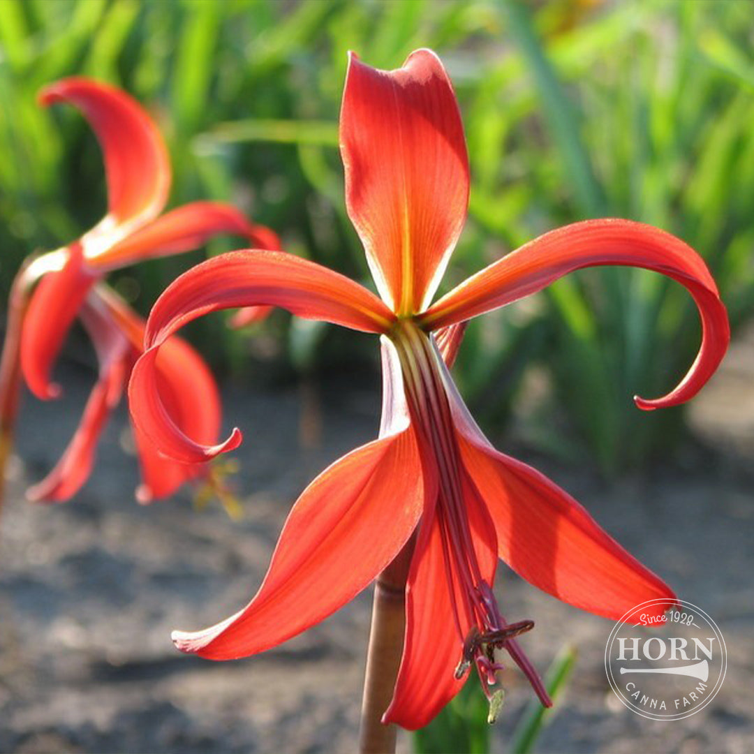 Aztec Lily Flower Bulbs – Horn Canna Farm