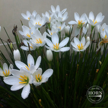 Candida Rain Lily Flower Bulbs