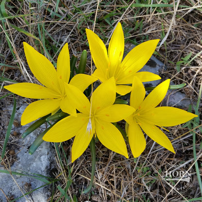 Citrina Rain Lily Flower Bulbs