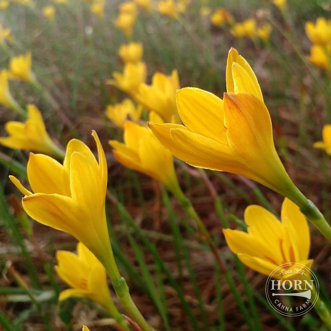 Citrina Rain Lily Flower Bulbs