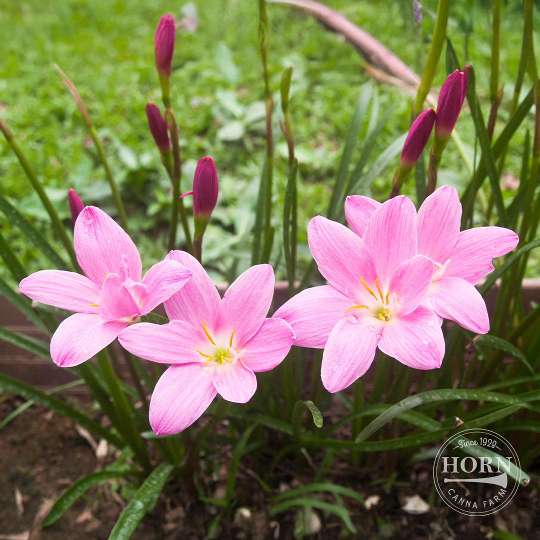 Rosea Rain Lily Flower Bulbs