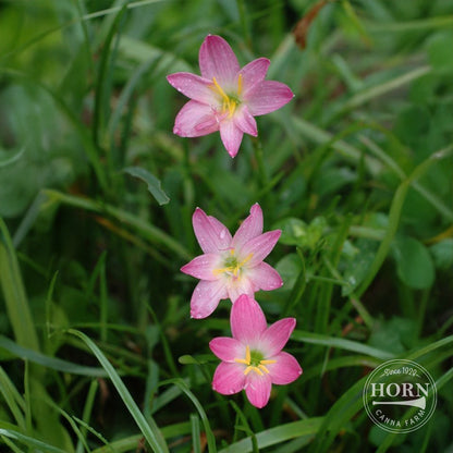 Rosea Rain Lily Flower Bulbs