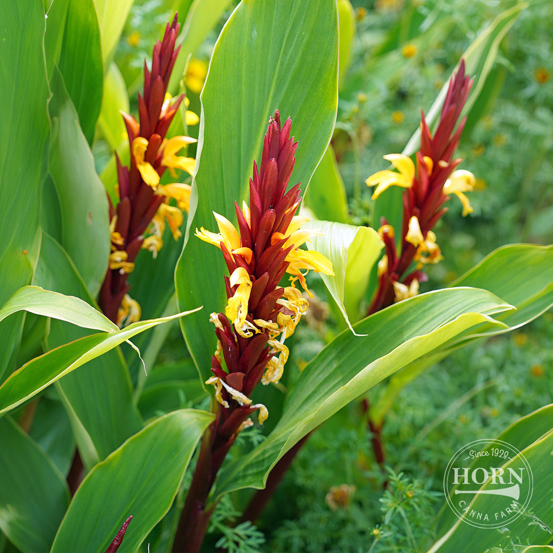 Golden Flowered Ginger Flower Bulbs – Horn Canna Farm