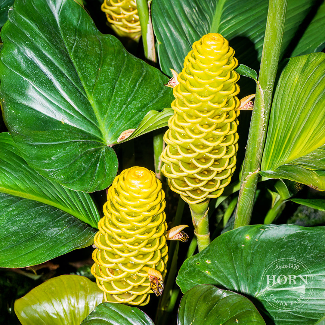 Golden Flowered Ginger Flower Bulbs