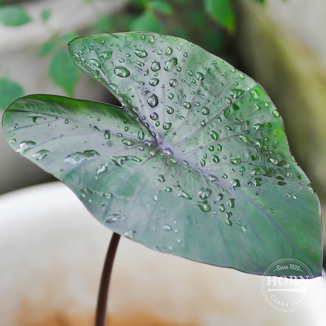 Hawaiian Punch Elephant Ear Flower Bulbs