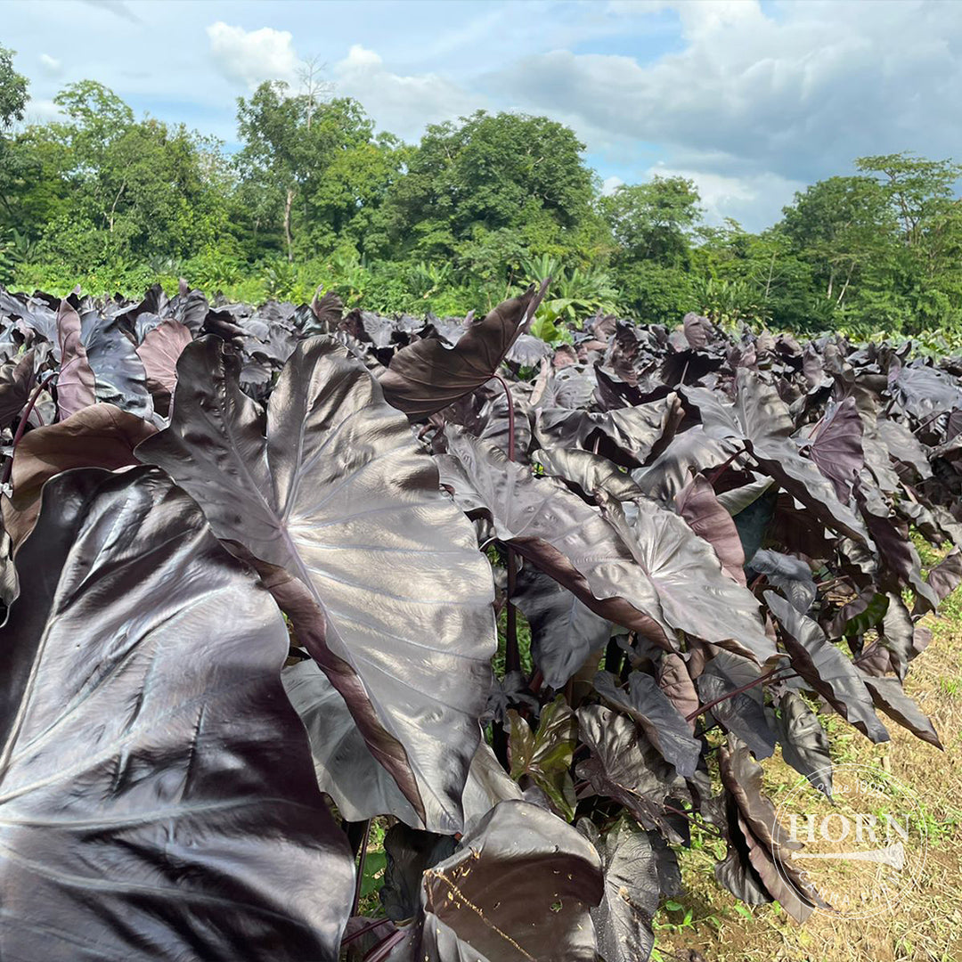 Diamond Head Elephant Ear Flower Bulbs