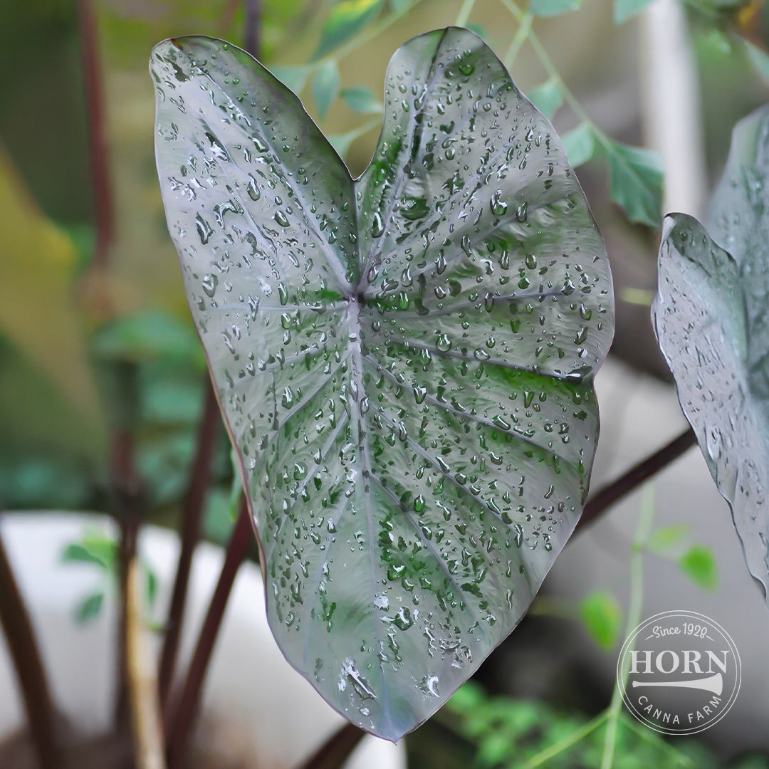 Diamond Head Elephant Ear Flower Bulbs
