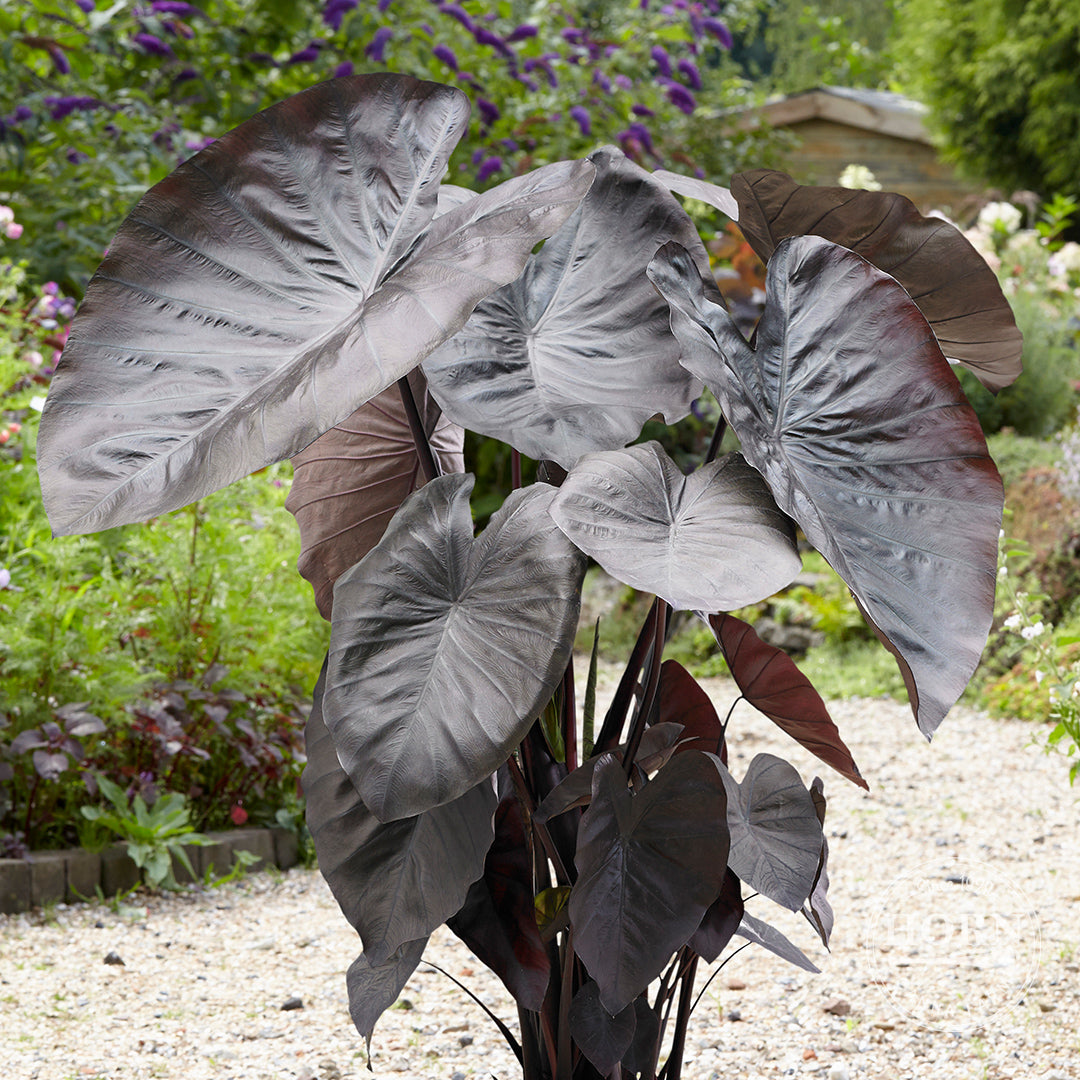 Diamond Head Elephant Ear Flower Bulbs
