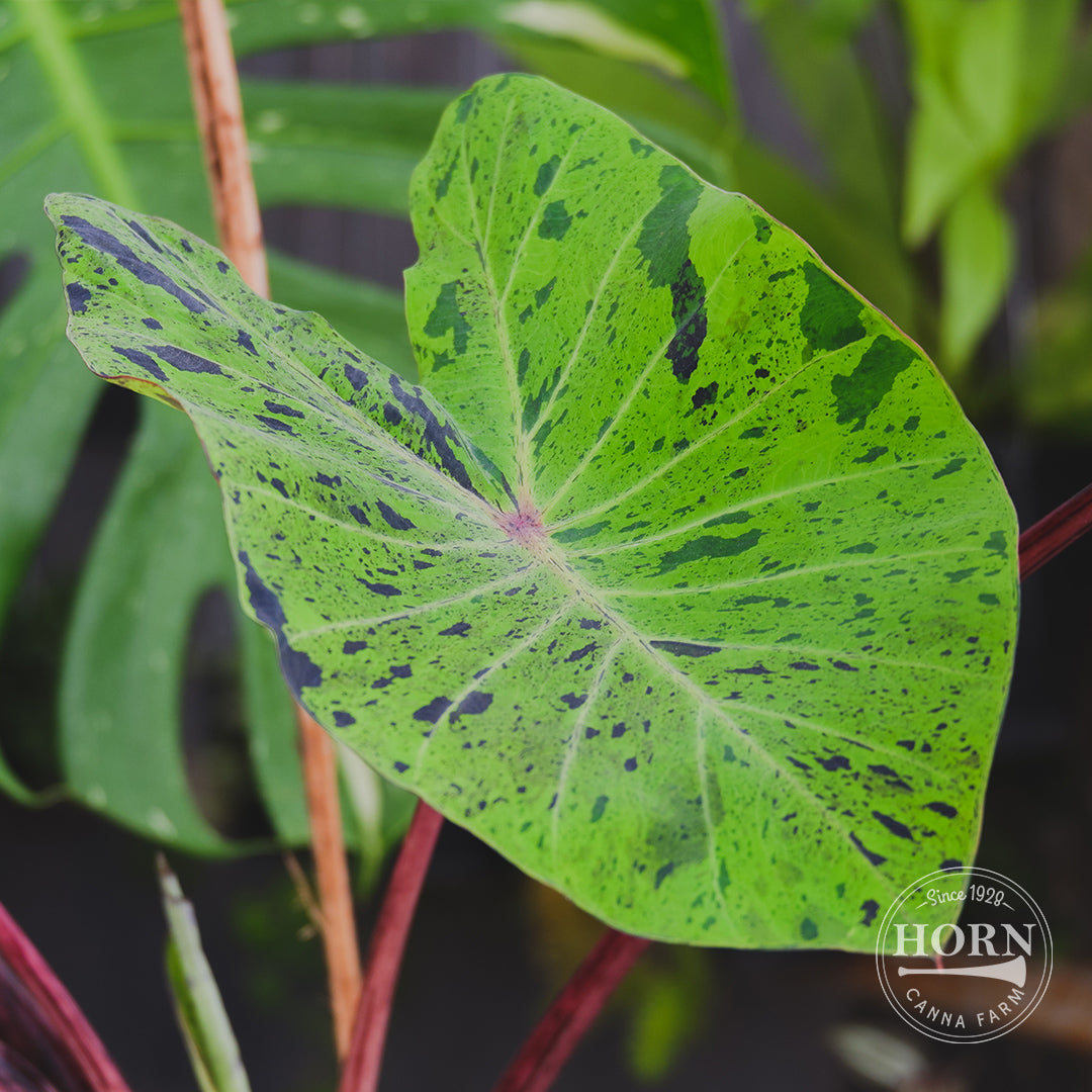 mojito elephant ear plant Mojito Elephant Ear Flower Bulbs – Horn Canna Farm