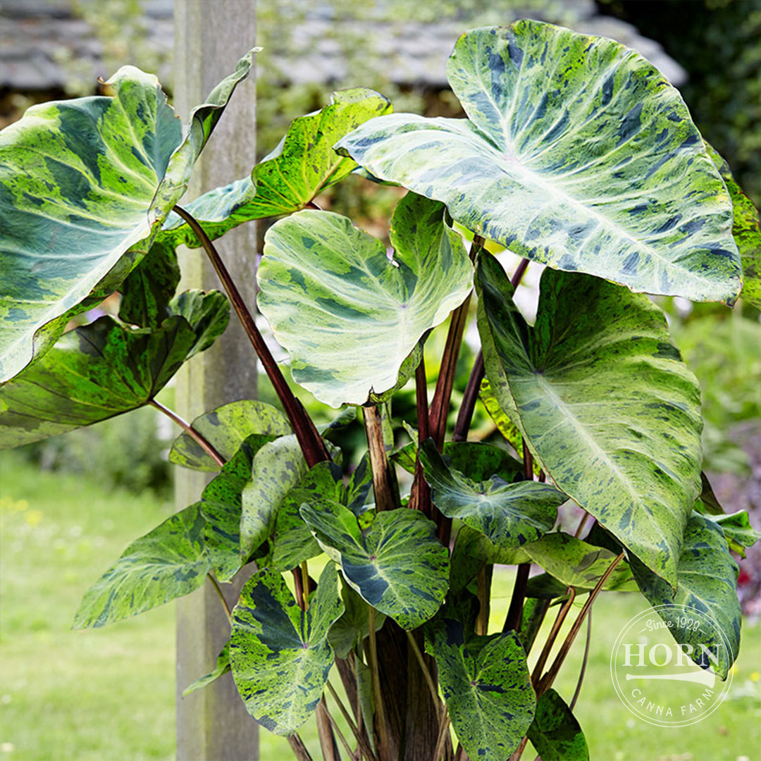 Mojito Elephant Ear Flower Bulbs