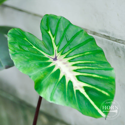 White Lava Elephant Ear Flower Bulbs