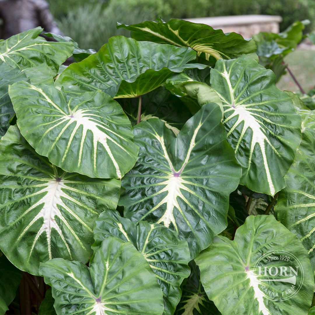 White Lava Elephant Ear Flower Bulbs