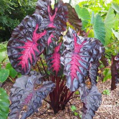 Redemption Elephant Ear Flower Bulbs