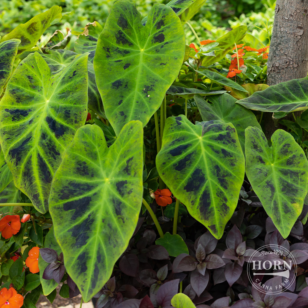 Illustris Elephant Ear Flower Bulbs