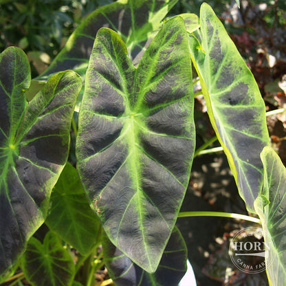 Illustris Elephant Ear Flower Bulbs