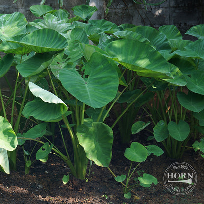 Colocasia Elephant Ear Flower Bulbs