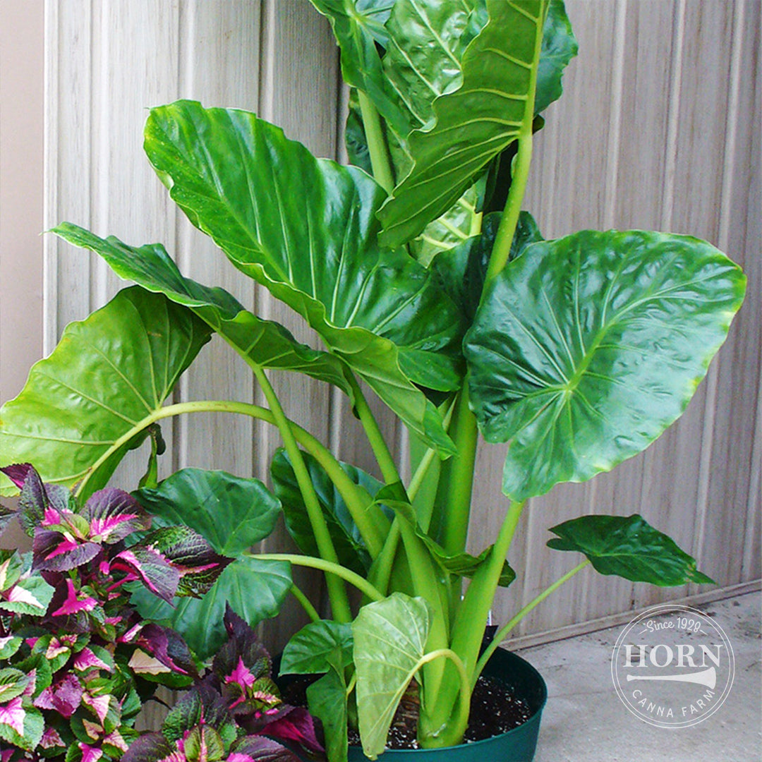 Upright Elephant Ear Flower Bulbs