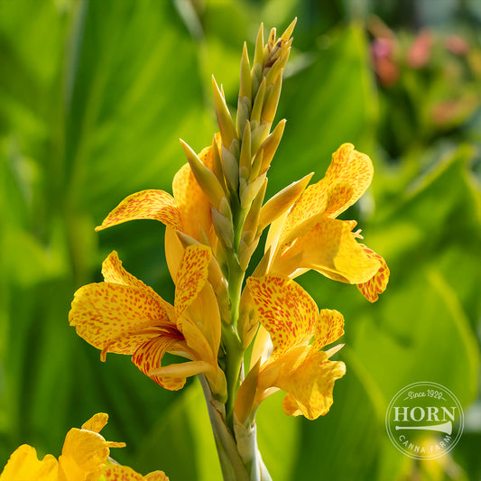 Golden Lucifer Canna Flower Bulbs