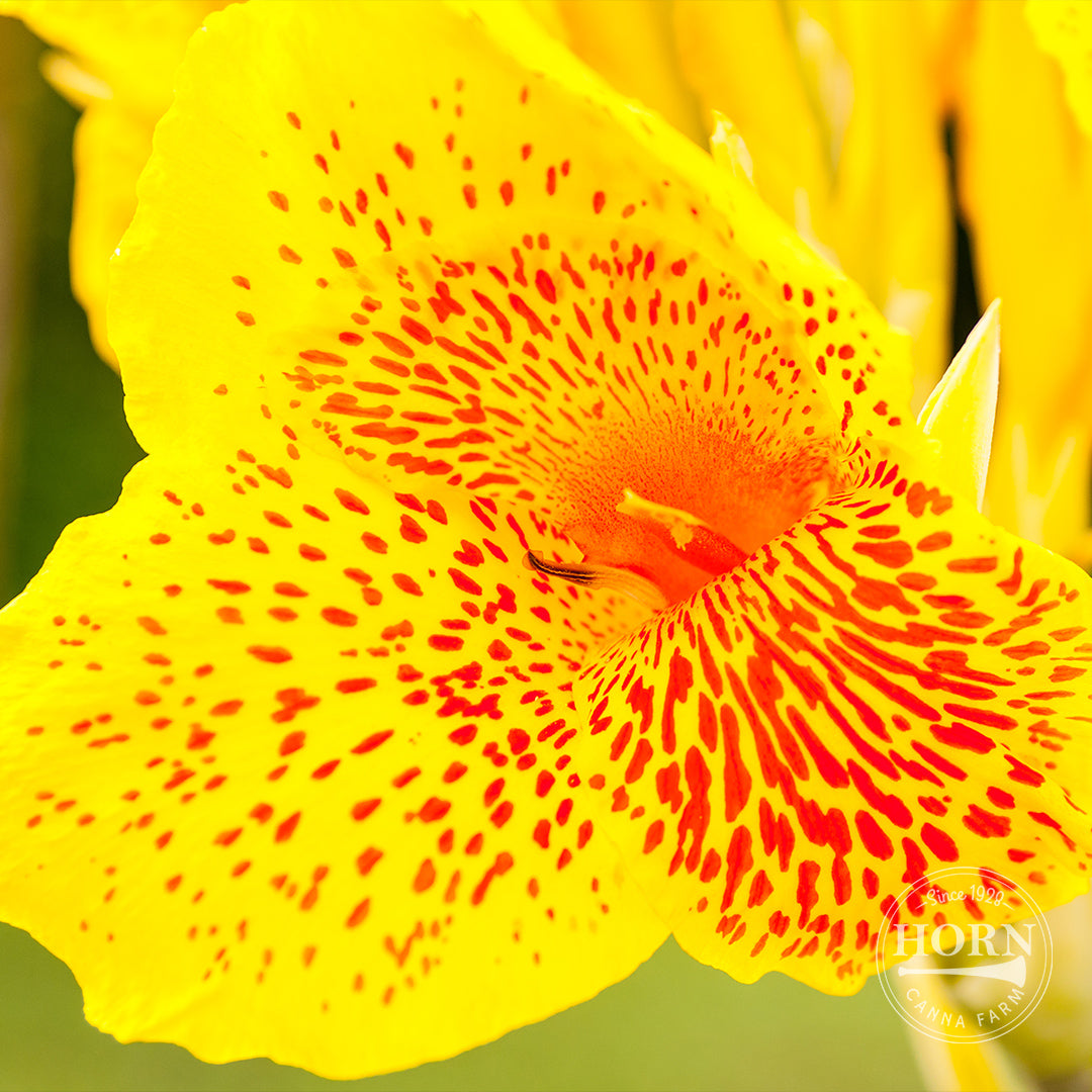 Golden Lucifer Bulk 50-Pack Canna Flower Bulbs