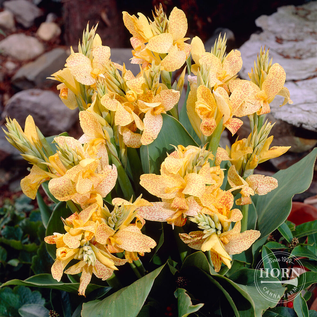 Golden Lucifer Canna Flower Bulbs