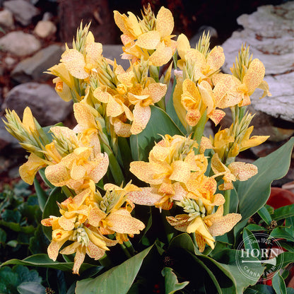 Golden Lucifer Canna Flower Bulbs