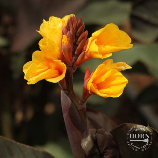 Chocolate Sunrise Canna Flower Bulbs