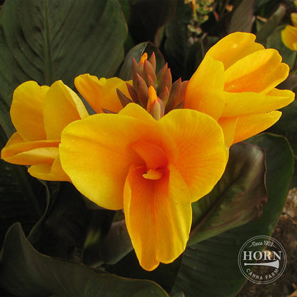 Chocolate Sunrise Canna Flower Bulbs