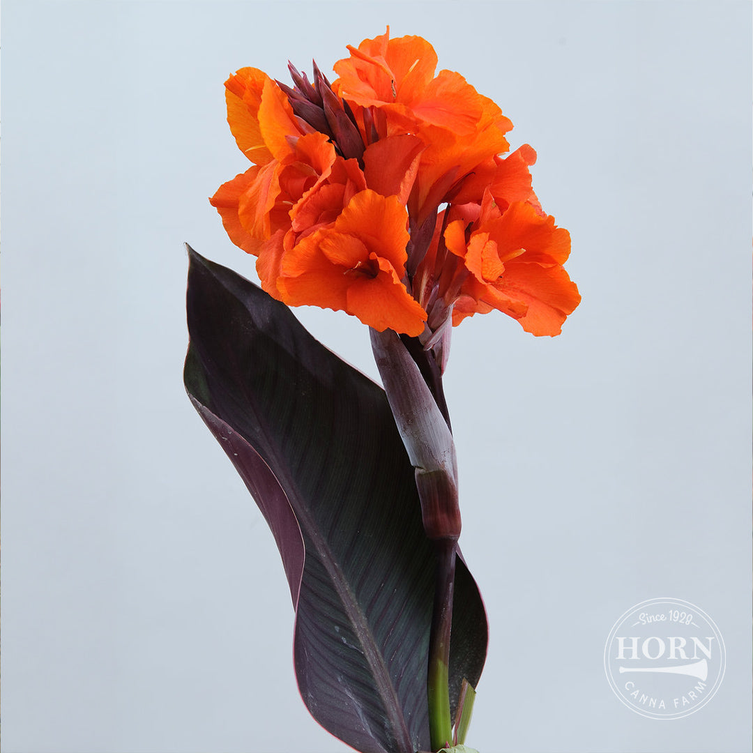Orange Chocolate Canna Flower Bulbs – Horn Canna Farm