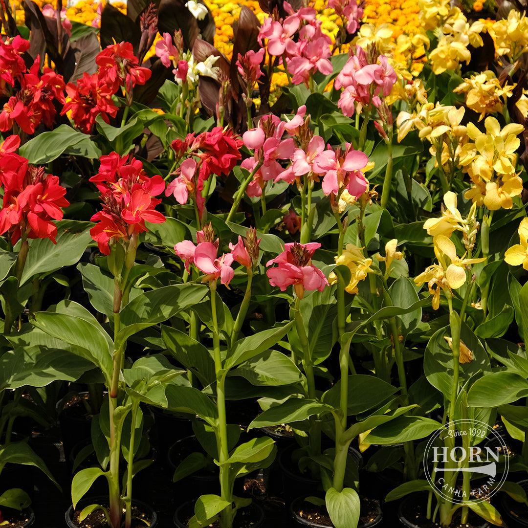 Dwarf Canna Lily Variety Mix Flower Bulbs (3-Pack)